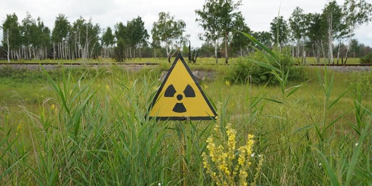 У Чорнобильській зоні 5 років незаконно вирощували пшеницю та кукурудзу, - Офіс Генпрокурора