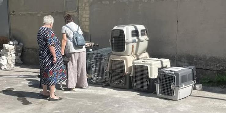 На Вінниччині мешканці села Добрянка не дали заселитися у будинок евакуйованим з-під Покровська жінкам з котами і собаками
