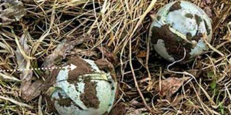 У ДСНС показали маленькі авіабомби, якими окупанти дистанційно мінують прикордонні регіони України: в чому небезпека